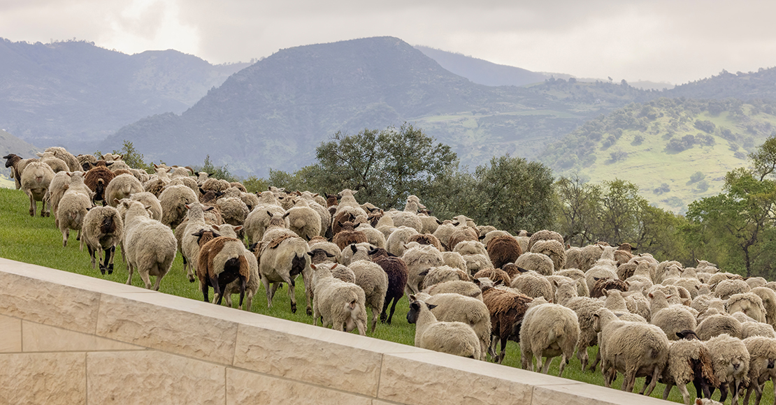 group of sheep grazing in the vineyard