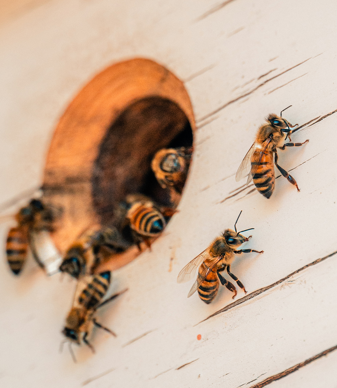 bees