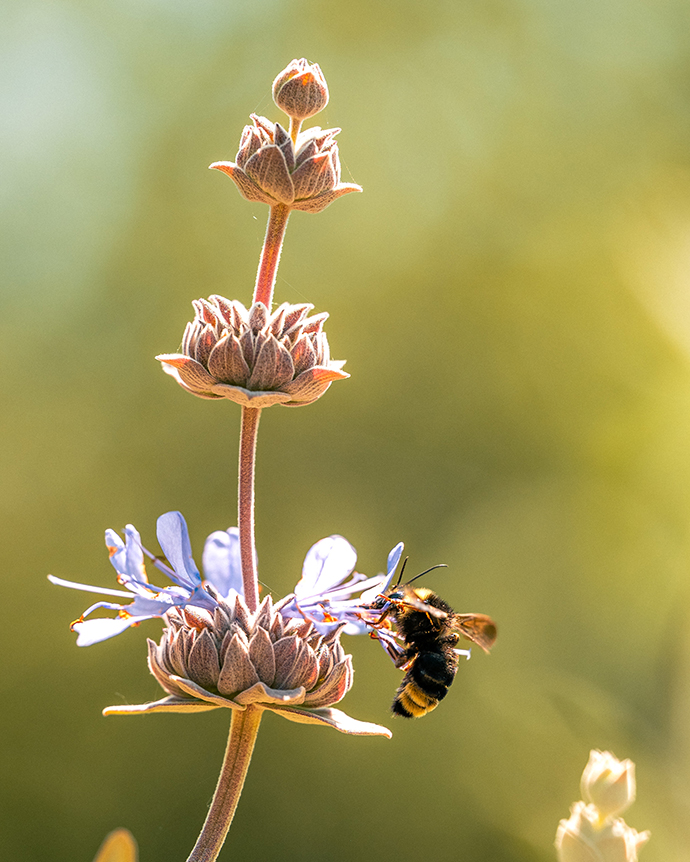 A bee pollinating a flower.
