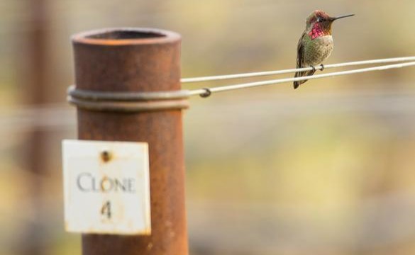 A image of a small bird on a vineyard wire at clone 4 on the Opus One estate.