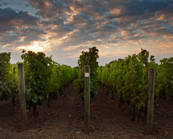The Opus One Vineyards with a beautiful sky in the background