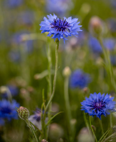 A macroshot of blue flowers in a green field