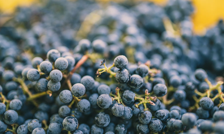 A bin of beautiful, purple grapes that were recently harvested.
