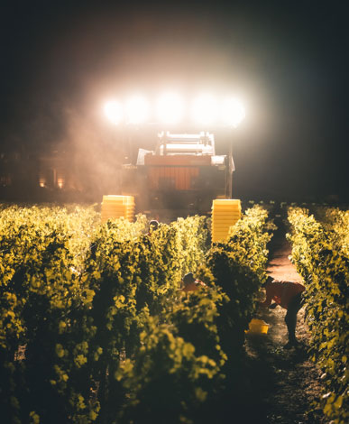 Vineyard workers picking grapes in the middle of the night, with a Bobard Tractor and bright light behind them.