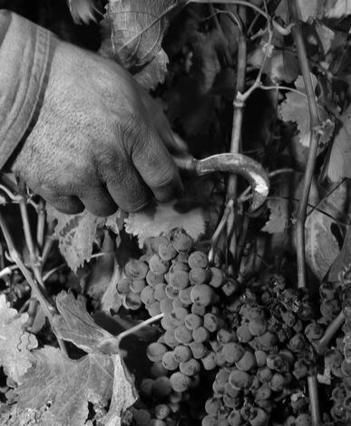 Black and white image of the Opus One vineyard team harvesting grapes close to the vine.