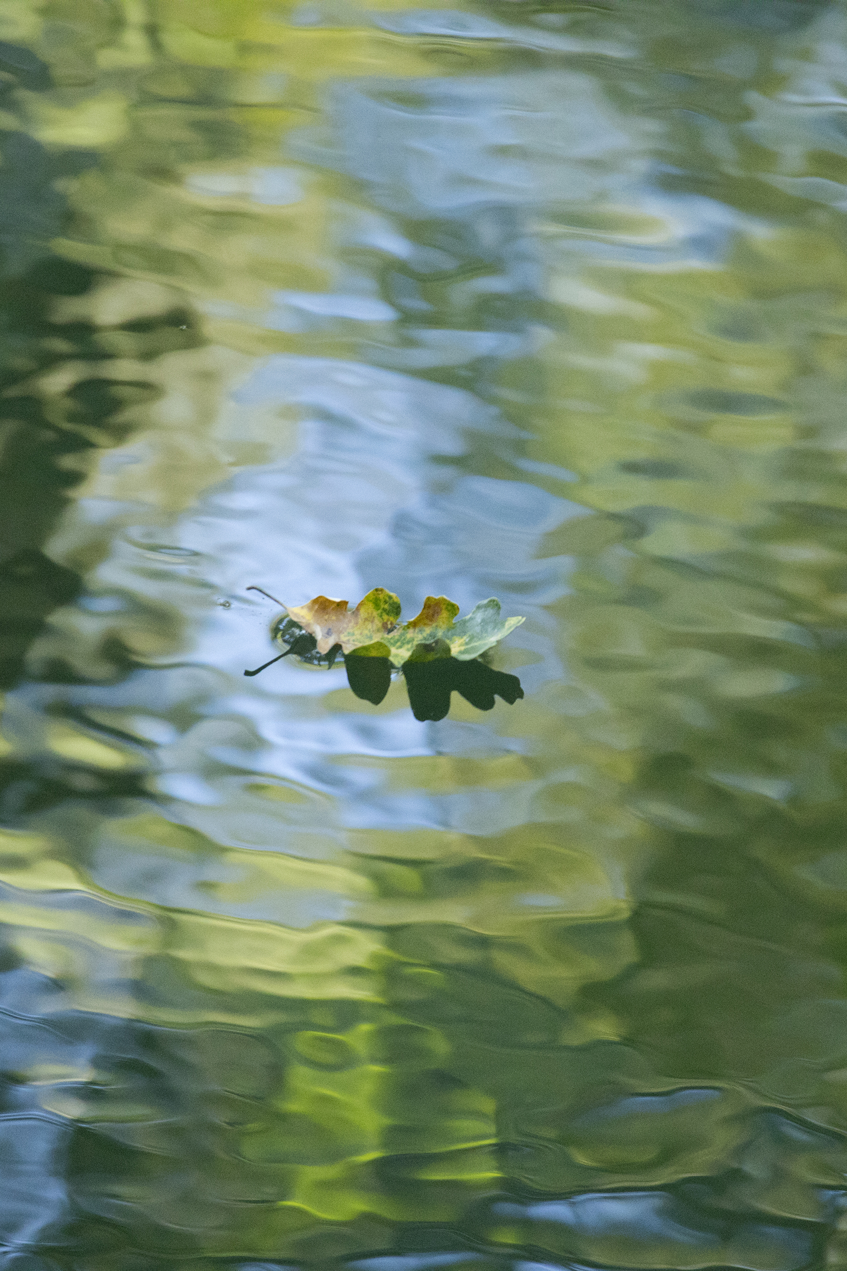 Oak leaf floats along the Napa River at Opus One.