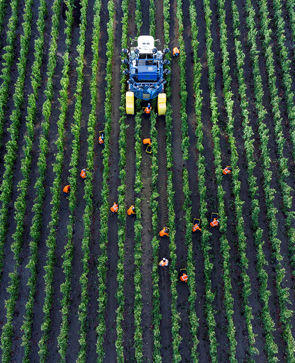 Opus One harvest 2022