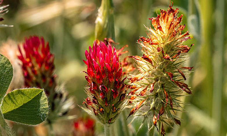 Crimson Clover going to seed