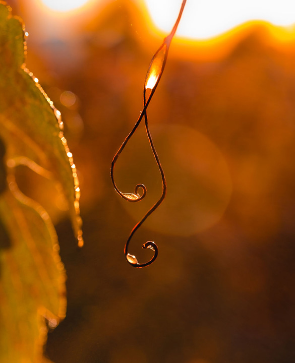 Morning sunrise in the vineyard, November 2022