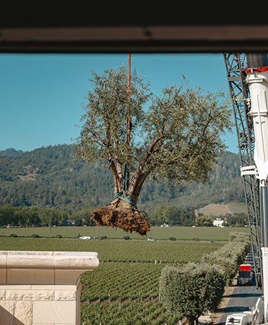 Olive tree excavation looking out from the Opus One Terrace