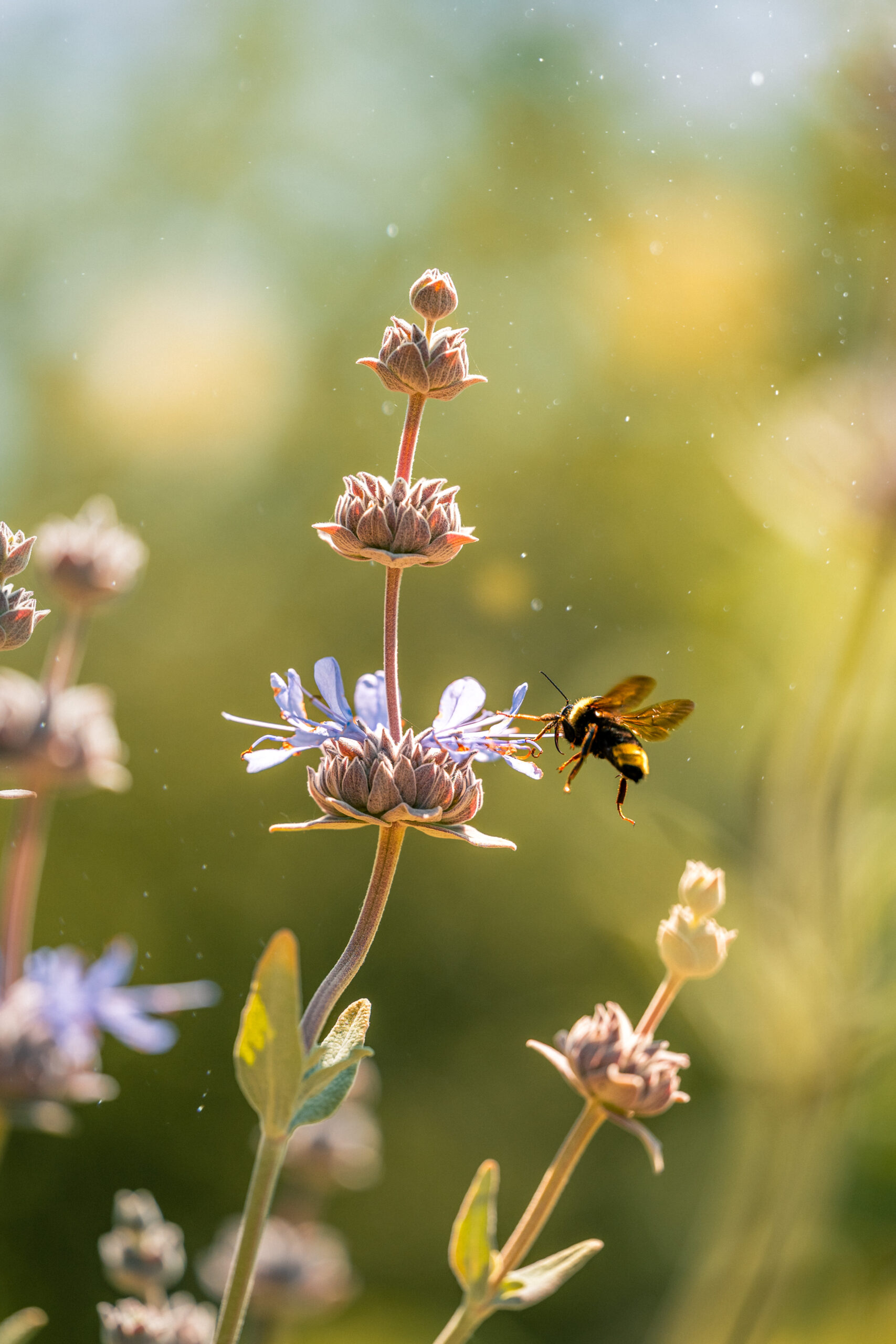 Pollinators buzz among drought-tolerant and native plants throughout the Opus One estate.