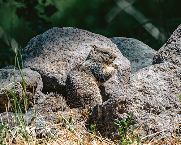 Wildlife thrives along our restored stretch of the Napa River.