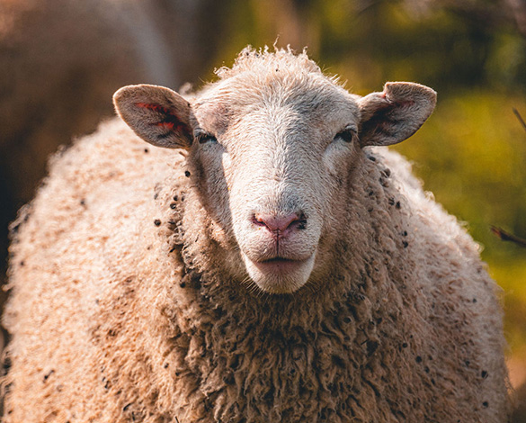 Overture 2022 - Domestic