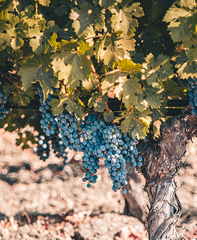 The Opus One Estate prepares for harvest.
