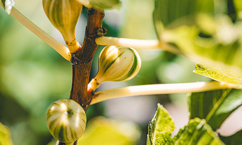 The Opus One Estate Orchard
