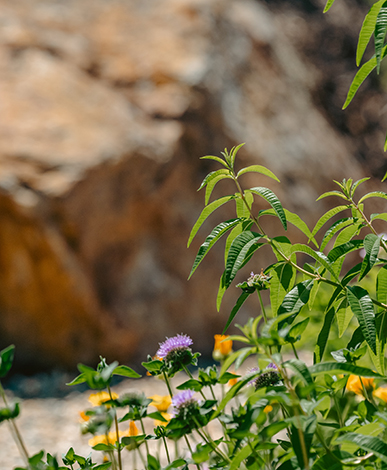 The Opus One Estate Rock Garden