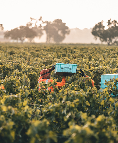 Harvest began in the Opus One To Kalon North vineyard.