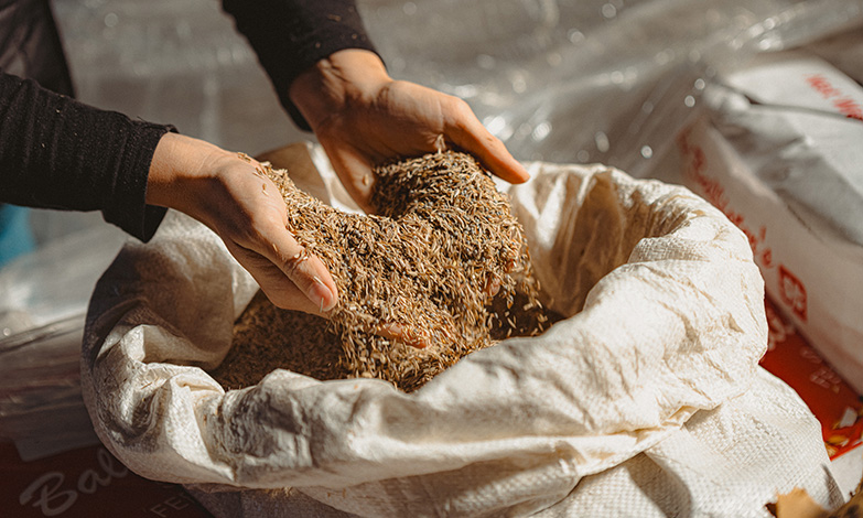 Custom cover crop mixes are intentionally selected