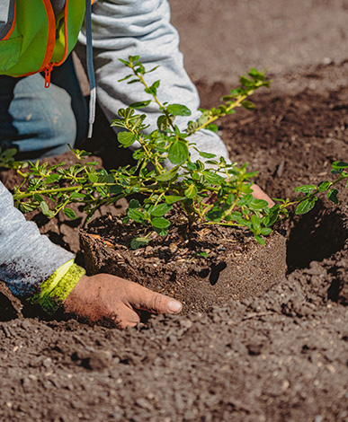 Planting the Berms was a thoughtful and intentional process.