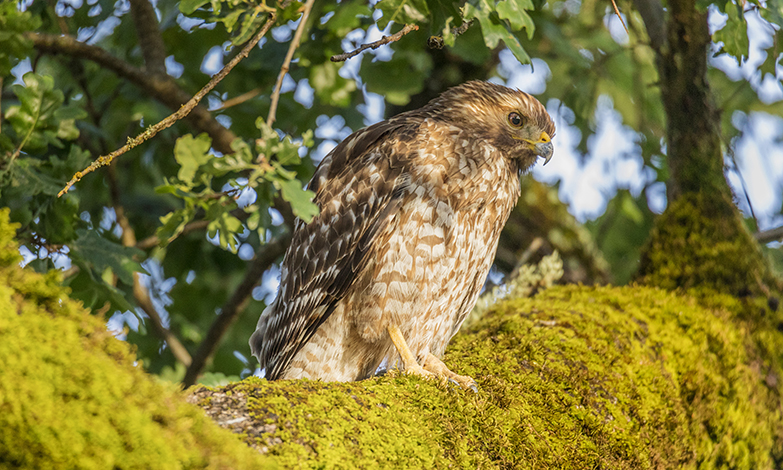 By supporting these predators, Opus One strives to maintain the ecological balance of our vineyard agroecosystem and reduce reliance on human intervention.