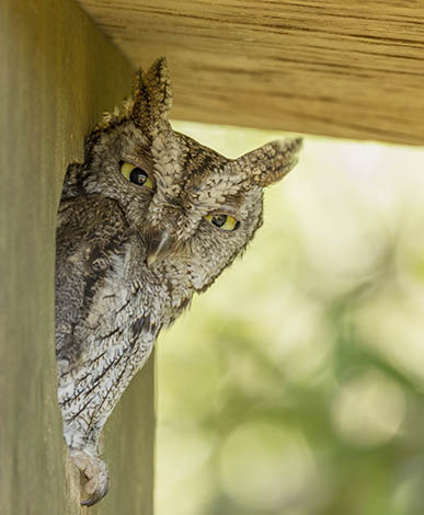 The bird boxes installed throughout the Opus One Estate provide safe, sheltered habitats for beneficial species such as owls, songbirds, bluebirds, wood ducks, kestrels, and other raptors.