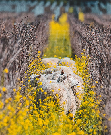 Grazing in the vineyard enriches soil health by increasing organic matter and microbial diversity. These natural mowers consume large amounts of vegetation - reducing tractor passes, fuel use, and lowering greenhouse gas emissions.