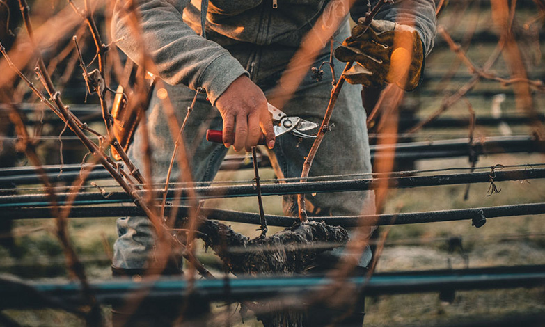 Pruning establishes the foundation for the season
