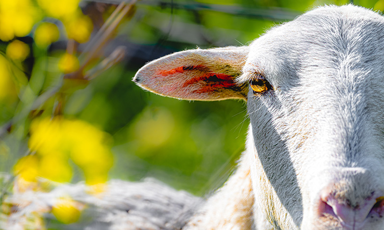 Sheep in the vineyard