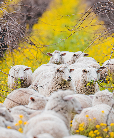 Sheep grazing in the vineyard