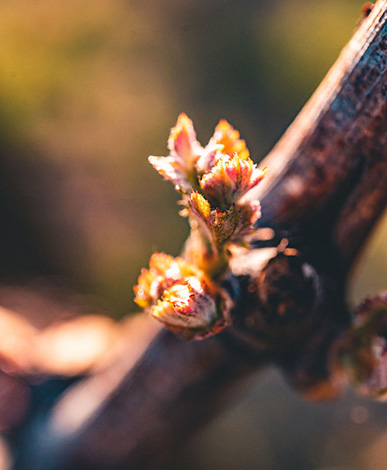 Budbreak at Opus One
