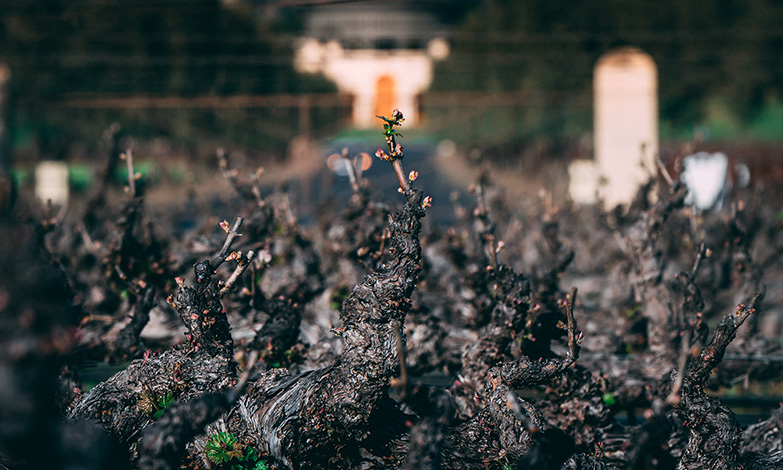 Budbreak at the Opus One Estate