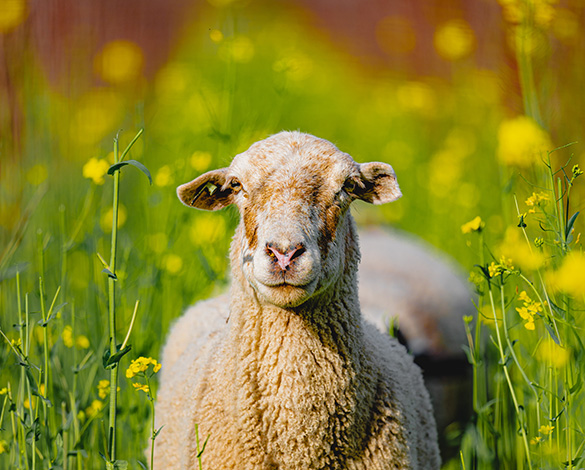 Grazing