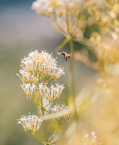 A bee enjoying a flower in the Courtyard