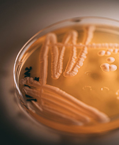 Native Yeast Program