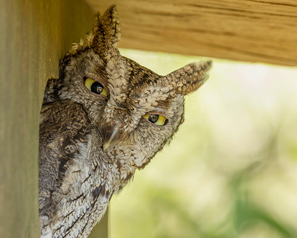 Owl in bird box