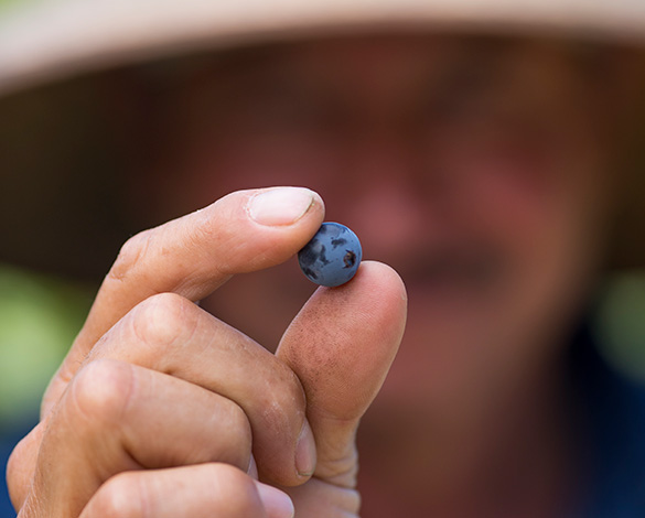 Employee holding up a meticulously selected grape