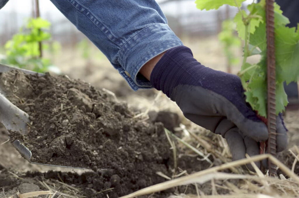 Vineyard redevelopment