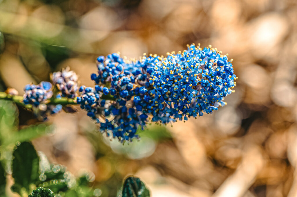Species selected for the berms