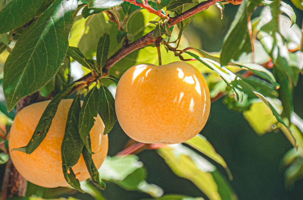 Stonefruit in the Orchard