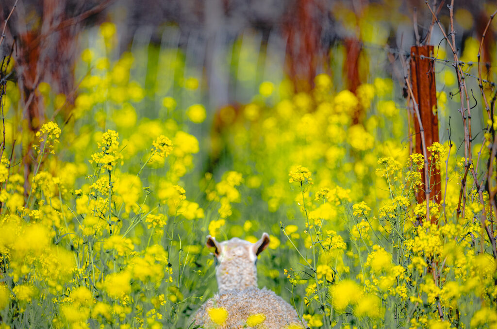 Grazing in the vineyards