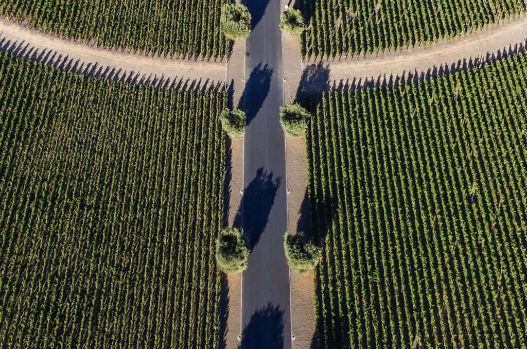 Vineyards at Opus One