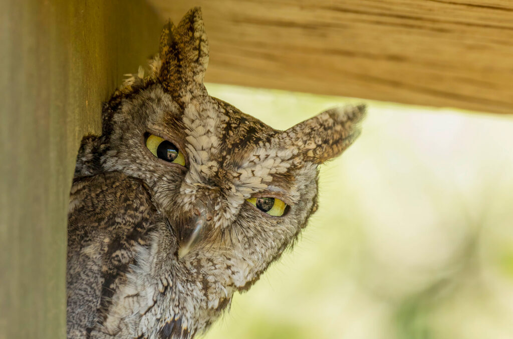 Owl boxes across the Estate