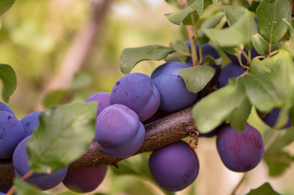 Plums in the Opus One Orchard