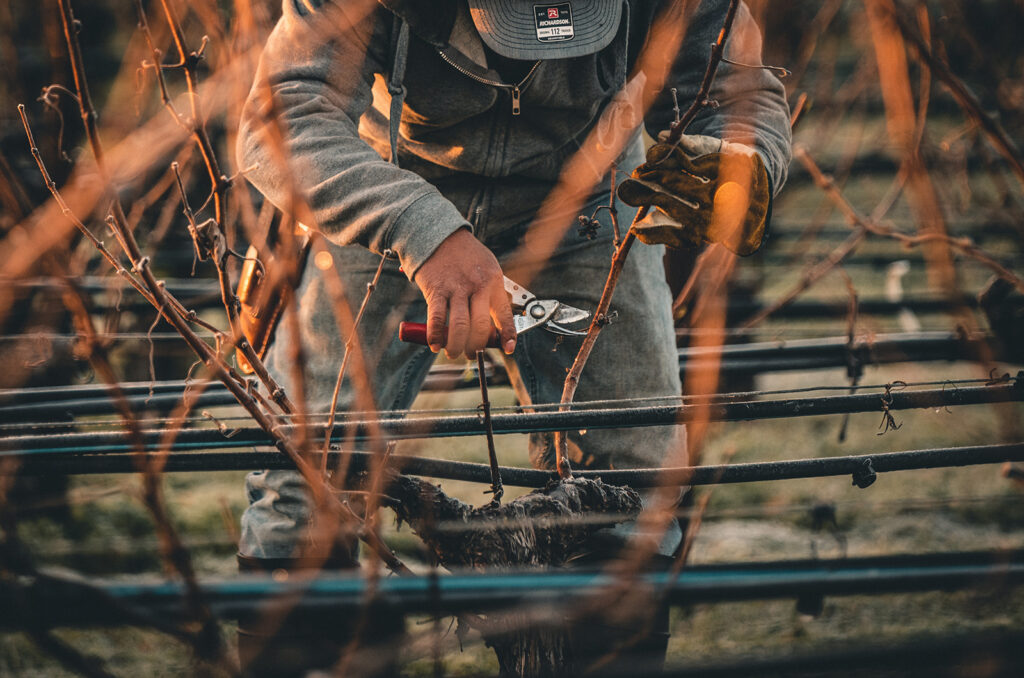 Pruning