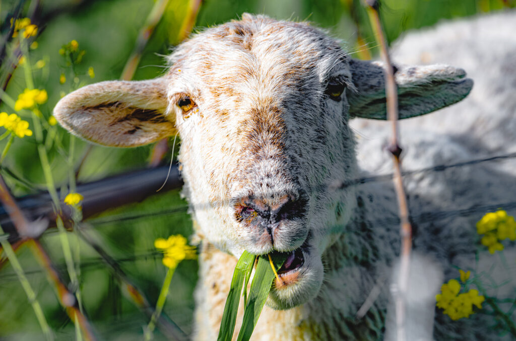 Sheep grazing