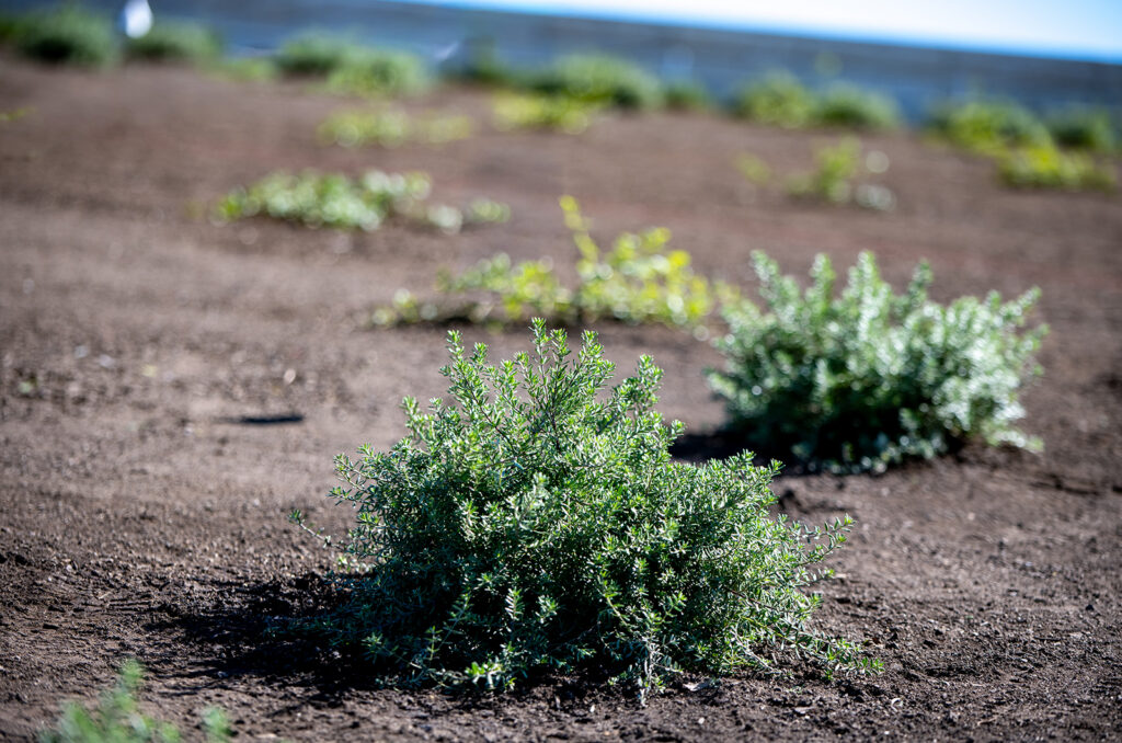 Custom soils
