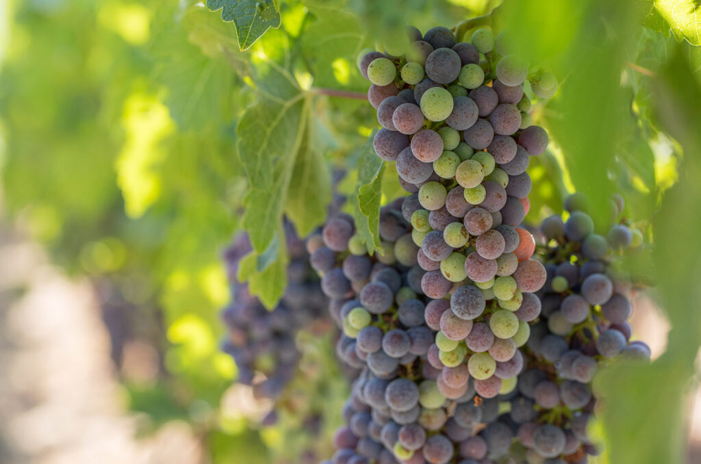Veraison at the Opus One Estate