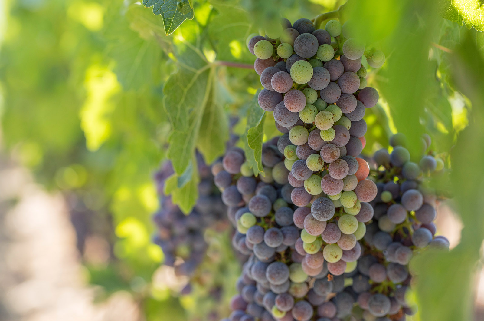 Veraison at the Opus One Estate