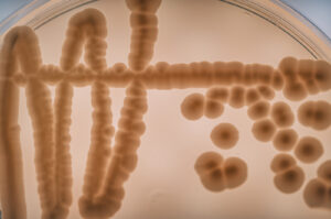 The Opus One native yeast program