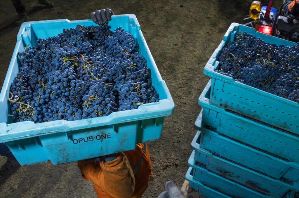 Harvested grapes